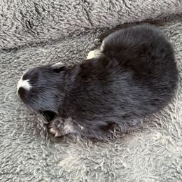 Coach - Black and white male Pomsky puppy in Moultonborough, New Hampshire from Foxfire Arctic Spitz