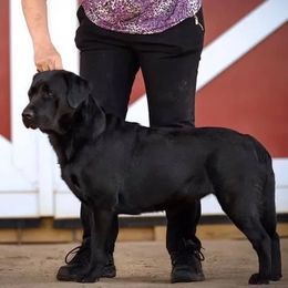 Labrador Retriever All Grown Up from Sandra Wolfe