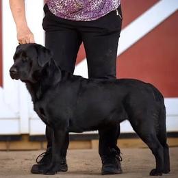 Labrador Retriever All Grown Up from Sandra Wolfe