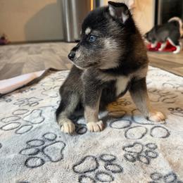 Girl 2 - Black and white female Alaskan Klee Kai puppy in Beverly Hills, Florida from Lucky Charm Klee Kai
