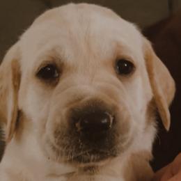 Labrador Retrievers from Willow Creek Labradors