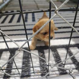 Fawn female 2 - Fawn female Pekingese puppy in Winter Haven, Florida from Polk County Peekapoos