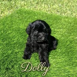 Dolly - Black female Shihpoo puppy in Bay City, Texas from Billy's Puppies