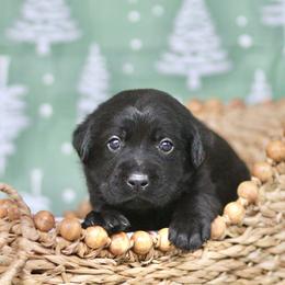 Blitzen - Black male Labrador Retriever puppy in Williamston, Sc, South Carolina from Dutton Dog Co & Dalla Grazia Doberman