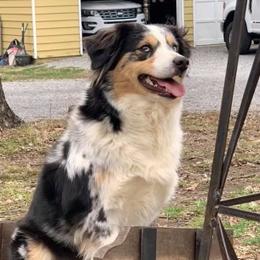 Annie - Miniature Australian Shepherd