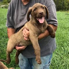 Chesapeake Bay Retrievers from Sky Pond Chesapeakes