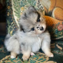 Paloma - Merle female Pomsky puppy in Greenville, South Carolina from Thicketty Mountain Pomskies