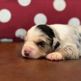 Girl 2 - Blue merle Miniature Australian Shepherd puppy in Watson, Louisiana from Duncan’s Miniature Australian Shepherds