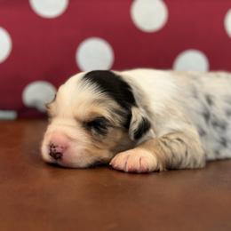 Girl 2 - Blue merle Miniature Australian Shepherd puppy in Watson, Louisiana from Duncan’s Miniature Australian Shepherds