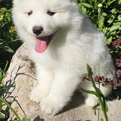 Samoyed Puppies from Rocky Mountain Samoyeds