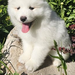 Samoyed Puppies from Rocky Mountain Samoyeds