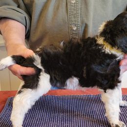 Poodle Puppies from Chapel Hill Poodles