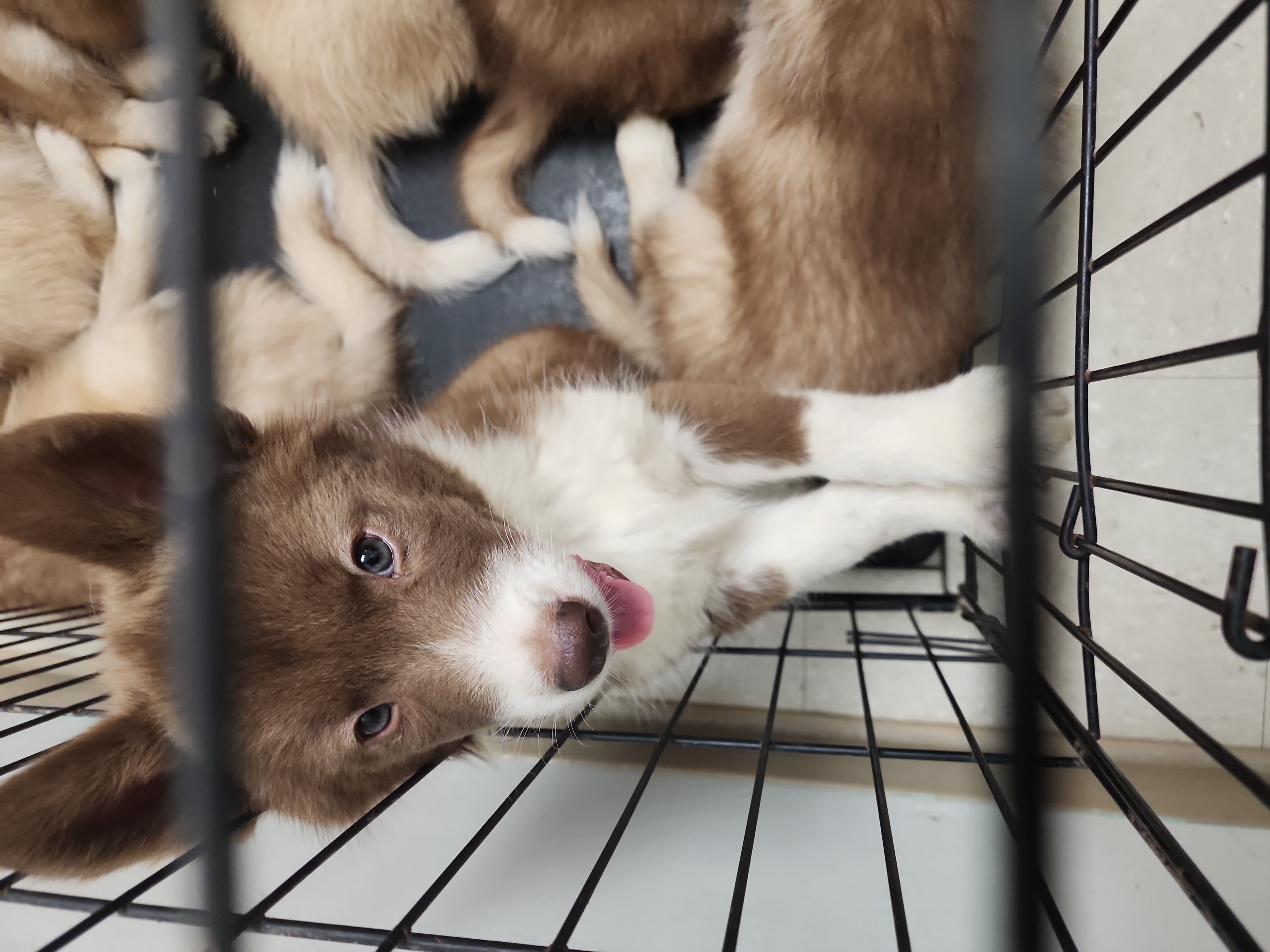 Native American Indian Dog Puppies from Corn Moon Kennels: a member of the Native American Indian Dog Preservation Project