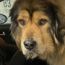 Tibetan Mastiffs from Kunlun Tibetan Mastiffs