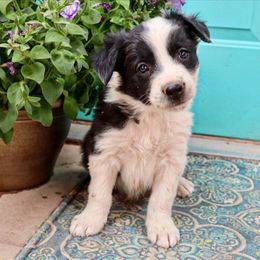 Border Collie Puppies from Twisted Biscuit Border Collies