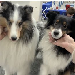 Eli - Shetland Sheepdog