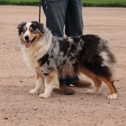 Vixey - Australian Shepherd