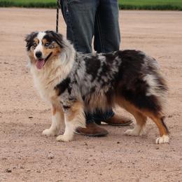 Vixey - Australian Shepherd