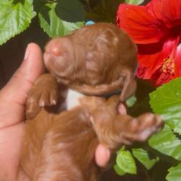 Lumi - Red  female Poodle puppy in Corona, California from Garden Of Poodles