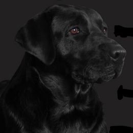 Dixie - Labrador Retriever