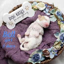 Bell (light blue collar) girl - Parti female Goldendoodle puppy in Corona, California from Fluffy Puppy Mini Doodles LLC