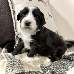 Ariat - Black tri-color female Aussiedoodle puppy in Clara City, Minnesota from Good Shepherd Aussiedoodles