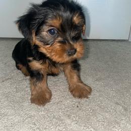 Ralphie - Black and tan male Yorkshire Terrier puppy in Southfield, Michigan from Yorkies for Life