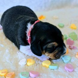 Beagle Puppies from Jennifer Knapp's Beagles