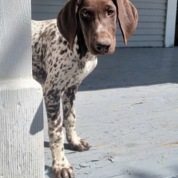 German Shorthaired Pointer Puppies from Dem Feuerhaus Gun Dogs