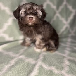 Havanese Puppies from LaBeouf Havanese’s