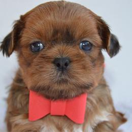Bob - Red and tan male Shih Tzu puppy in San Tan Valley, Arizona from My Puppy Tzu