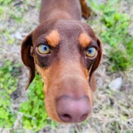 Goose - Dachshund