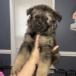 German Shepherd Puppies from Fancy GSDs