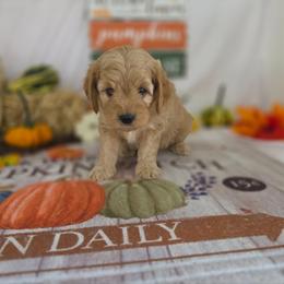 Sterling - Cream male Goldendoodle puppy in Arthur, Illinois from Perfect Pugs