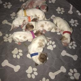 Cavalier King Charles Spaniel Puppies from Christina’s Cavaliers
