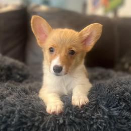 WM F4 - Red female Pembroke Welsh Corgi puppy in Stockton, Iowa from Infinity Corgis