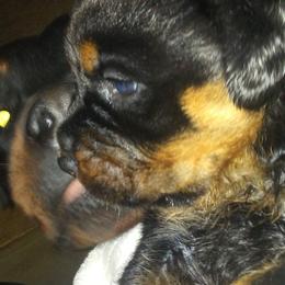 Rottweiler Puppies from Gregory Mulkey's Rottweilers