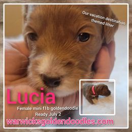 Goldendoodle Puppies from Stacy Warwick
