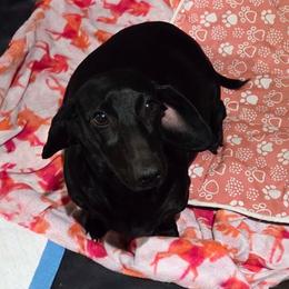 Jetta - Dachshund