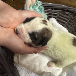 Mint miracle - White and brown female Saint Bernard puppy in Auburn, Washington from Sara’s Saint Bernards