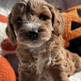 Aussiedoodle and Cavapoo Puppies from Pawsome Aussie Doodles and Oodles