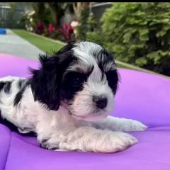 Cavachon, Cavalier King Charles Spaniel, and Cavapoo Puppies from LierChonPoo