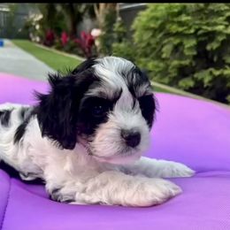 Cavachon, Cavalier King Charles Spaniel, and Cavapoo Puppies from LierChonPoo