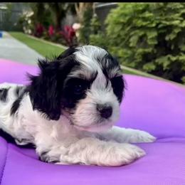 Cavachon, Cavalier King Charles Spaniel, and Cavapoo Puppies from LierChonPoo