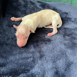 Duncan - Cream male Borzoi puppy in Clinton, Tennessee from Ivanhoe Borzoi