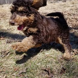 Bernedoodle Puppies from Rose River Farms
