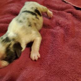 Boy 4 - Blue merle male Australian Shepherd puppy in Rossville, Tennessee from GoodSprings Aussies