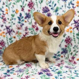 Maple - Red male Pembroke Welsh Corgi puppy in Columbia, Tennessee from Wiggle B Ranch Corgis