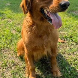 Scarlet - Golden Retriever