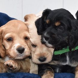 Cockapoos from There's no place like home spaniels